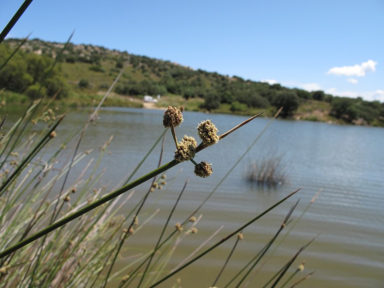 Scirpoides holoschoenus