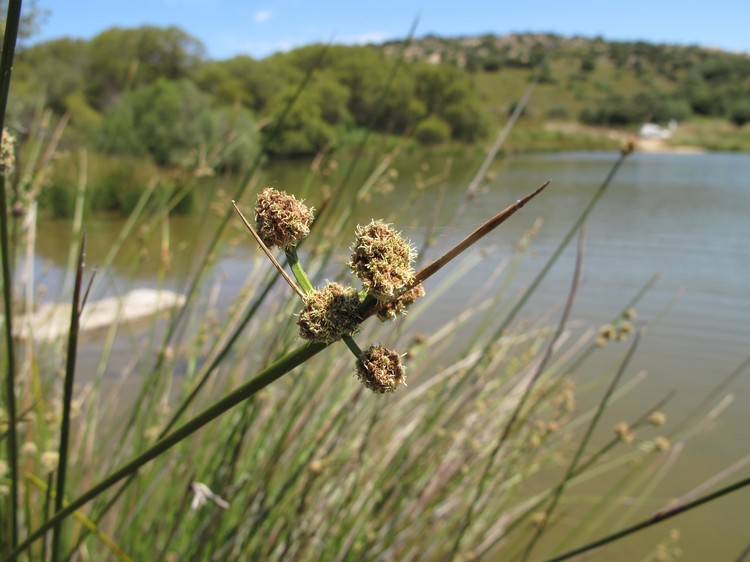 Scirpoides holoschoenus