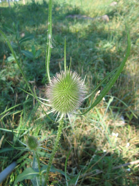 Dipsacus fullonum