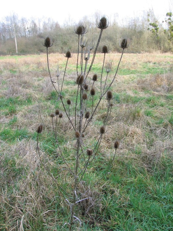 Dipsacus fullonum