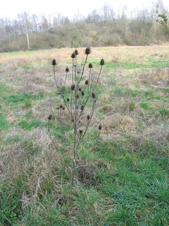 Dipsacus fullonum