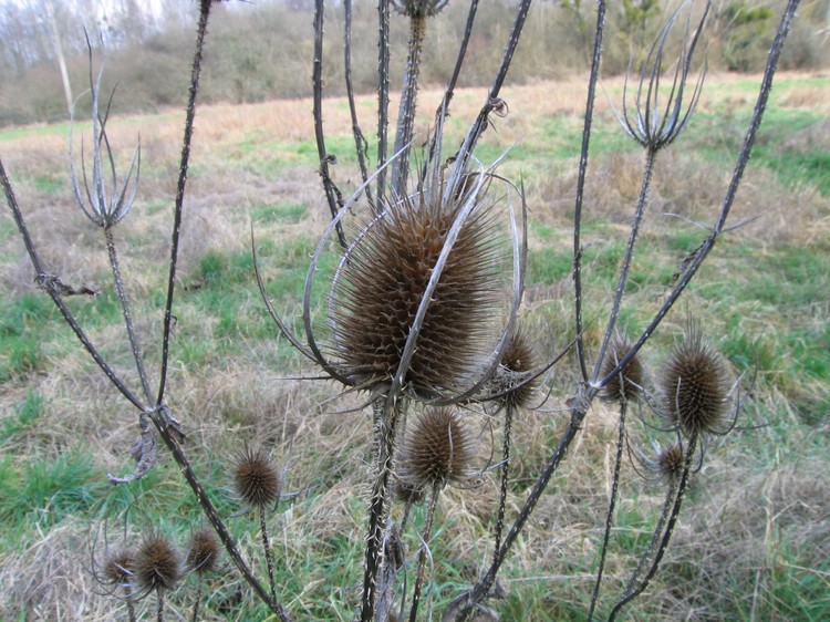 Dipsacus fullonum