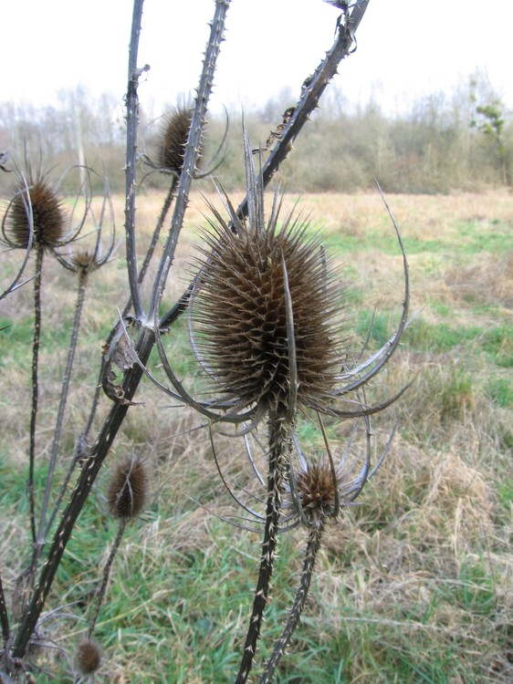 Dipsacus fullonum