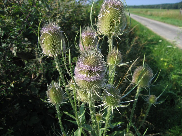 Dipsacus fullonum