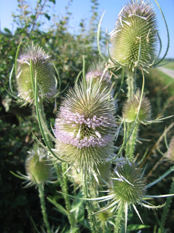 Dipsacus fullonum