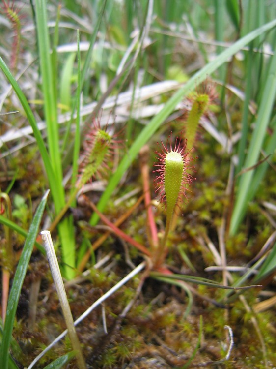 Drosera anglica