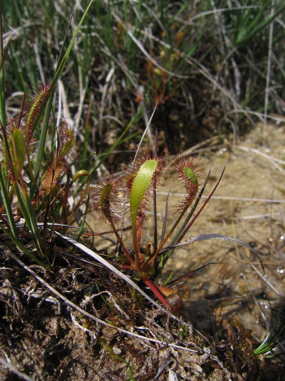 Drosera anglica