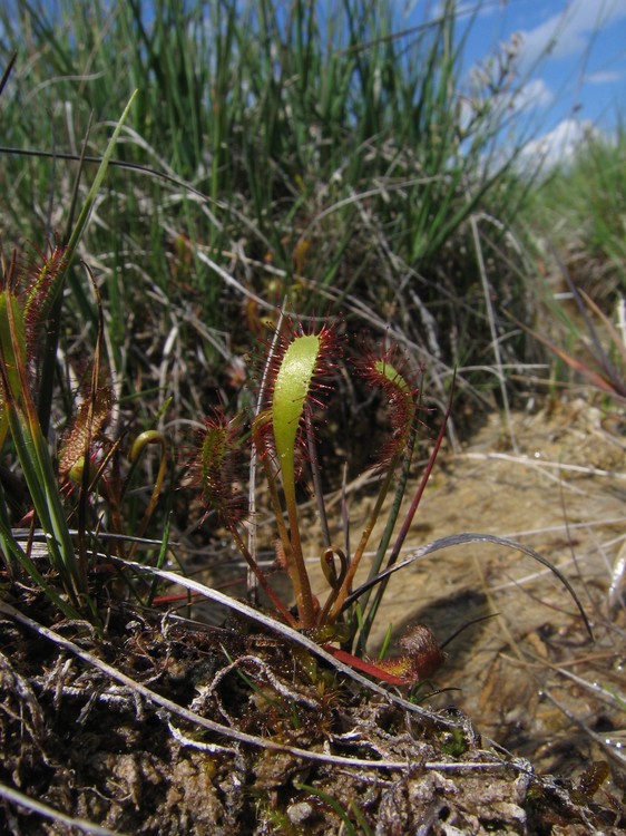 Drosera anglica