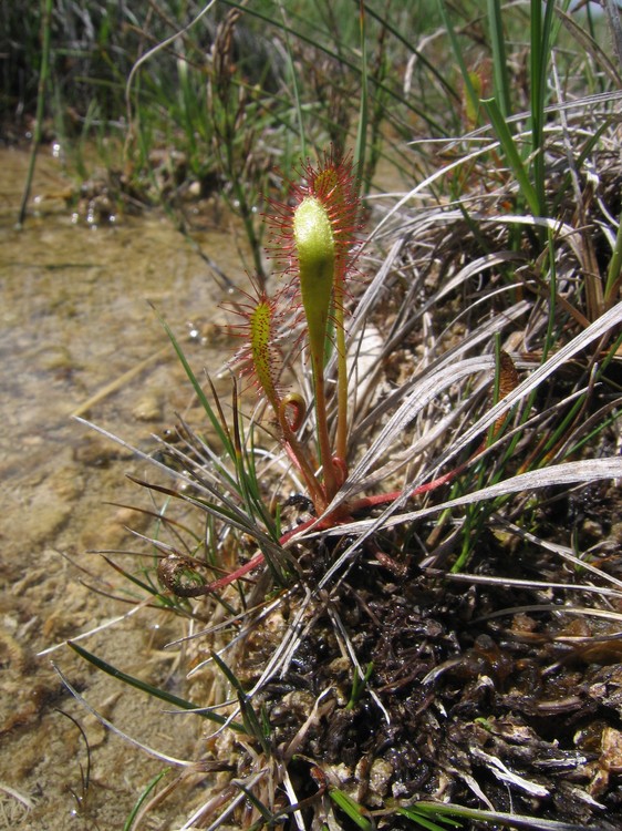 Drosera anglica