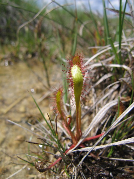 Drosera anglica