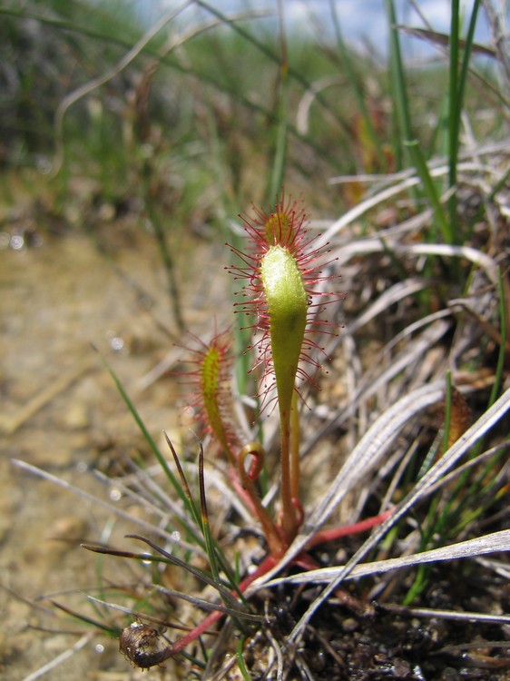 Drosera anglica