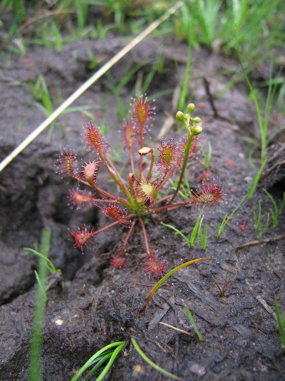 Drosera intermedia