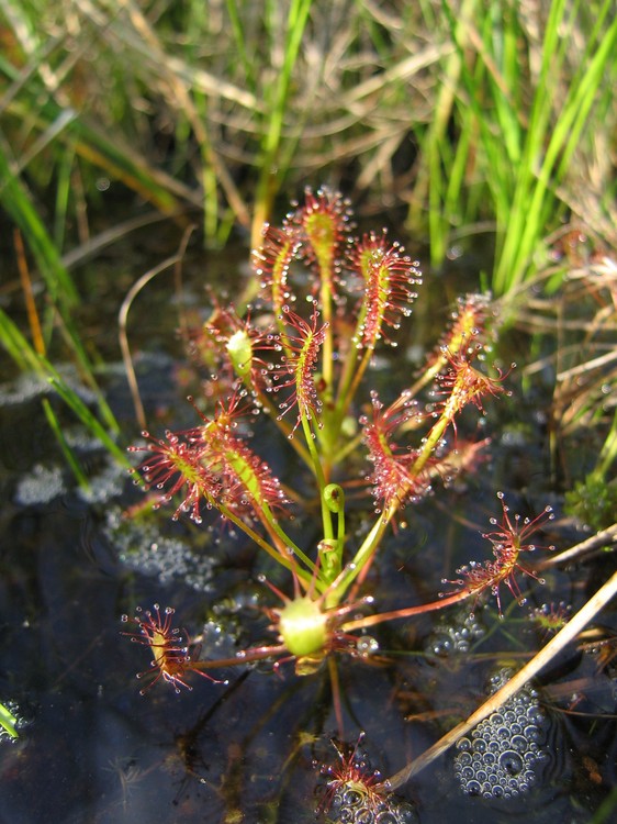 Drosera intermedia