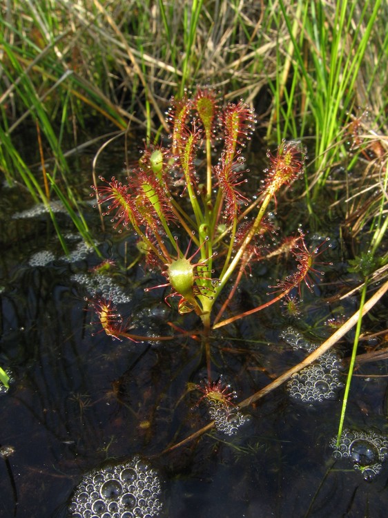 Drosera intermedia