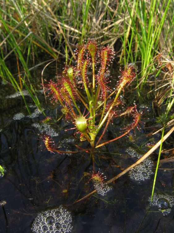 Drosera intermedia