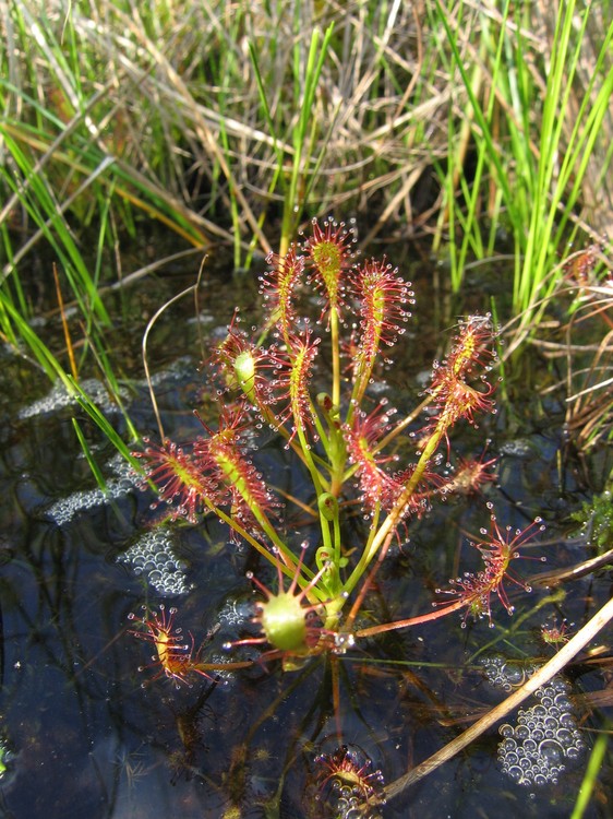 Drosera intermedia