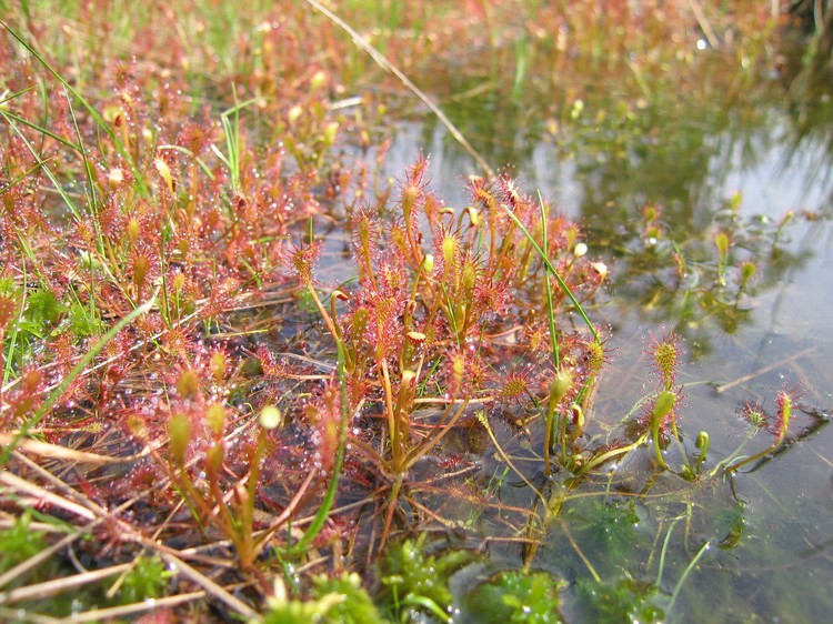 Drosera intermedia