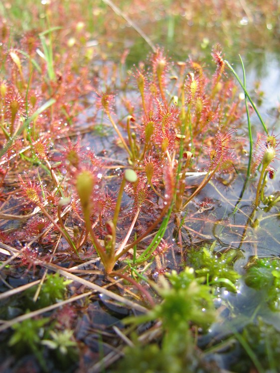 Drosera intermedia