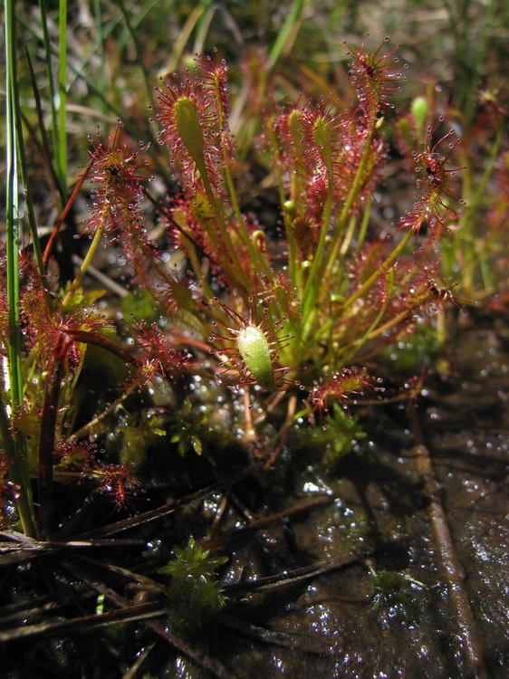 Drosera intermedia