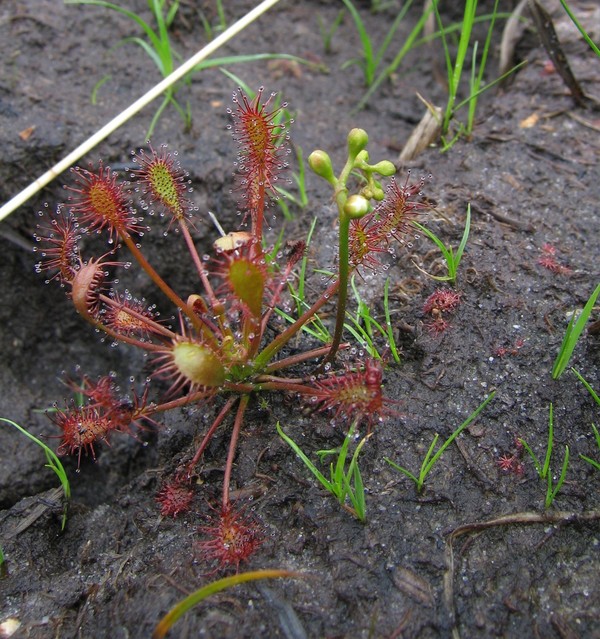 Drosera intermedia