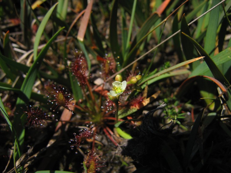 Drosera intermedia