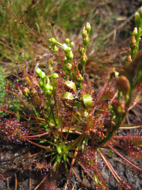 Drosera intermedia