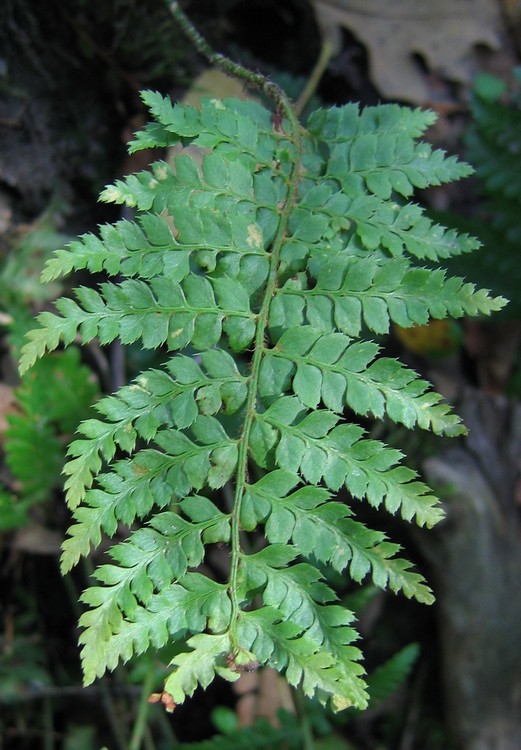 Polystichum setiferum