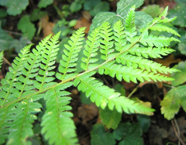 Polystichum setiferum