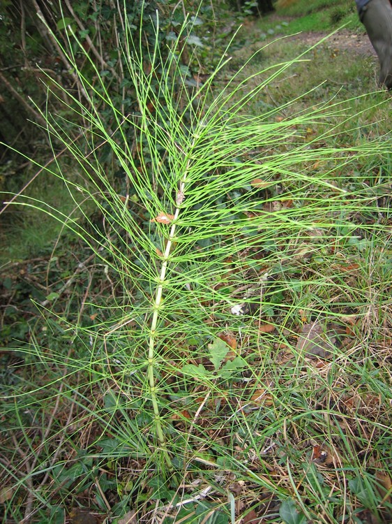 Equisetum telmateia