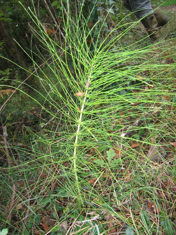 Equisetum telmateia