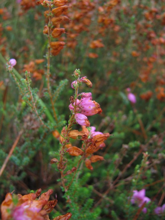 Erica ciliaris