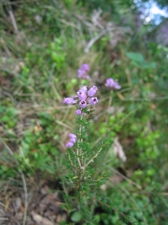 Erica cinerea