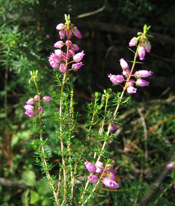 Erica cinerea