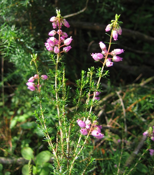 Erica cinerea