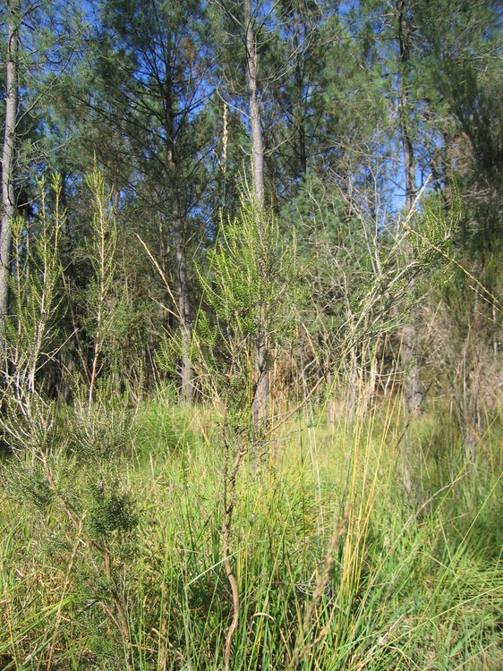Erica scoparia