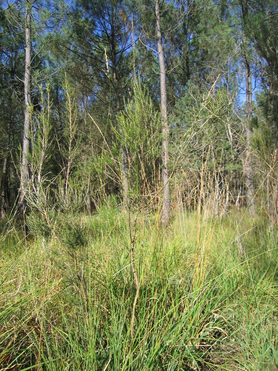 Erica scoparia