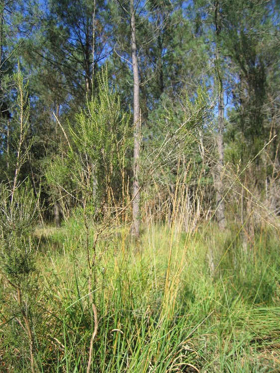 Erica scoparia