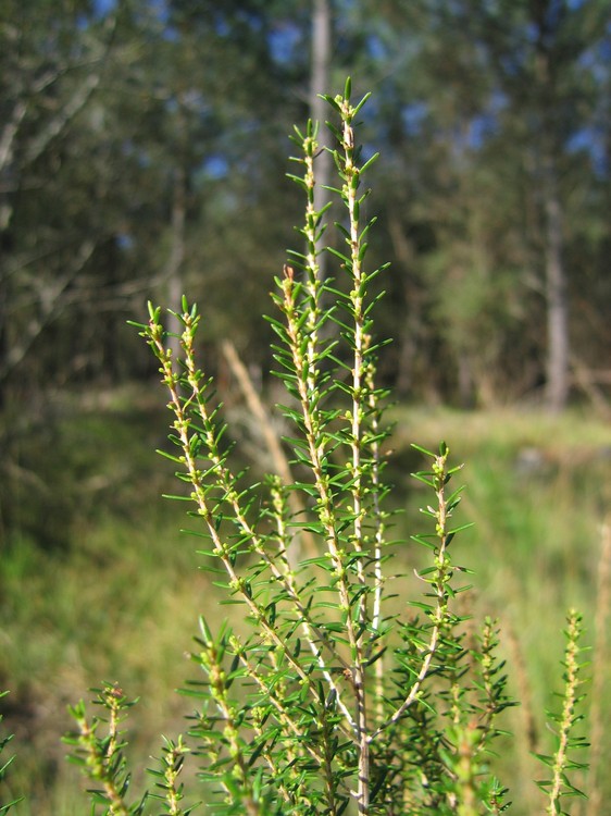 Erica scoparia