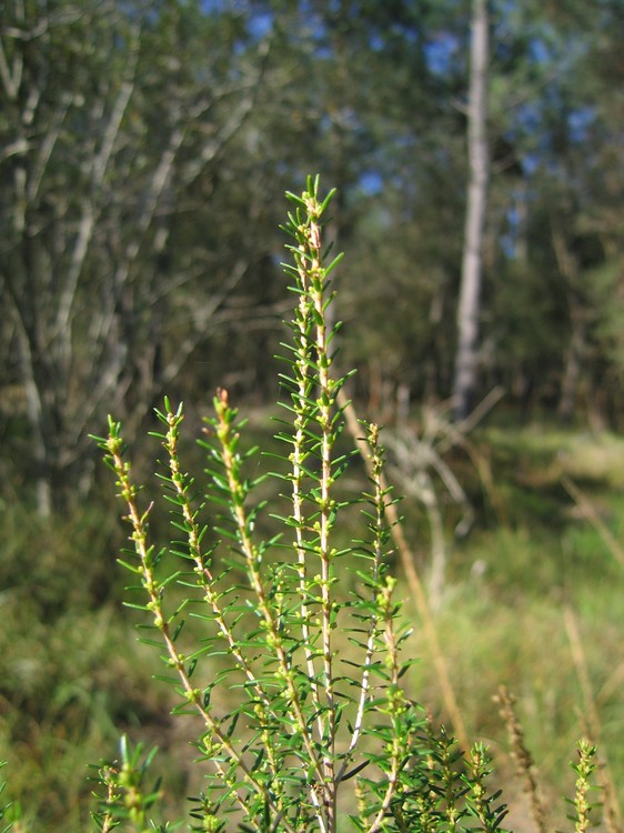 Erica scoparia