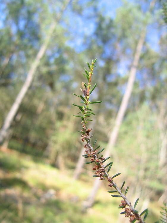 Erica scoparia
