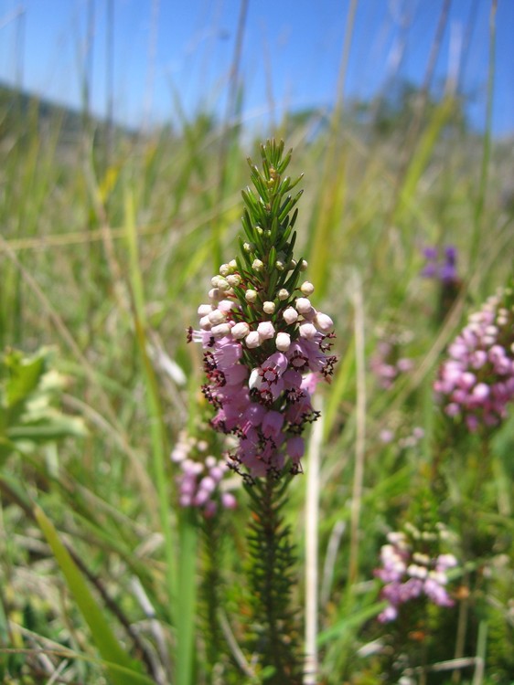 Erica vagans