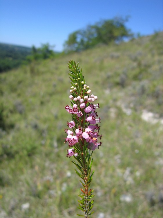 Erica vagans