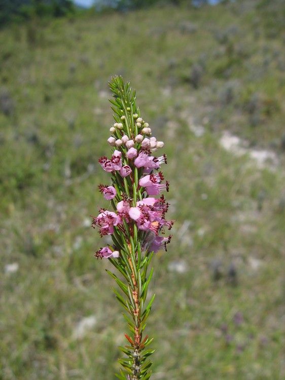 Erica vagans