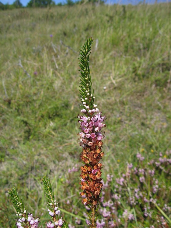 Erica vagans
