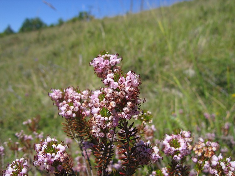 Erica vagans