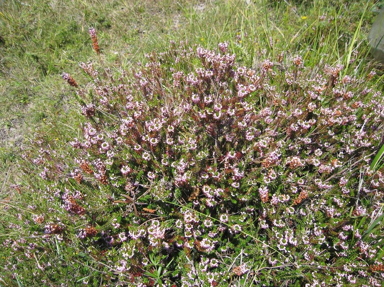 Erica vagans