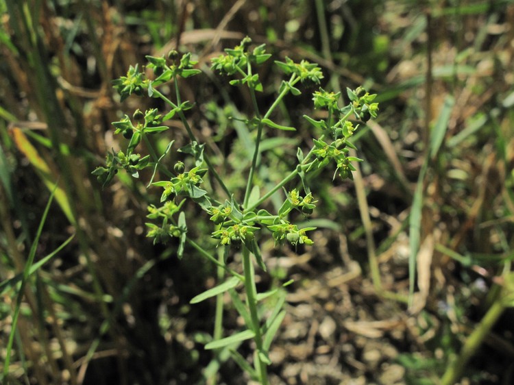 Euphorbia exigua