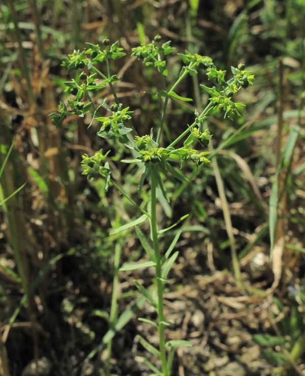 Euphorbia exigua