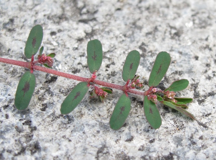 Euphorbia maculata