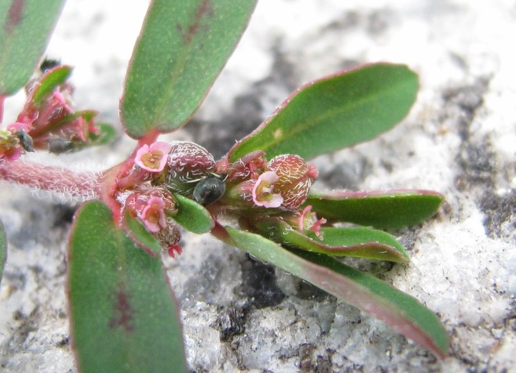 Euphorbia maculata